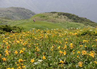 ニッコウキスゲやトウゲブキで黄色く彩られた和賀岳山頂付近