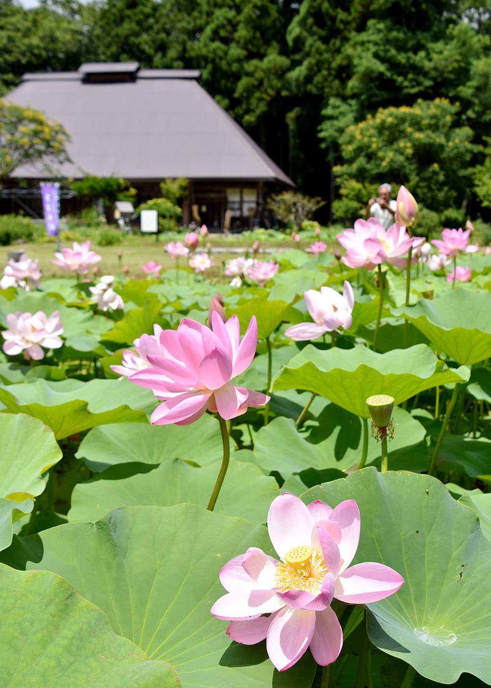 中尊寺ハスの花咲く