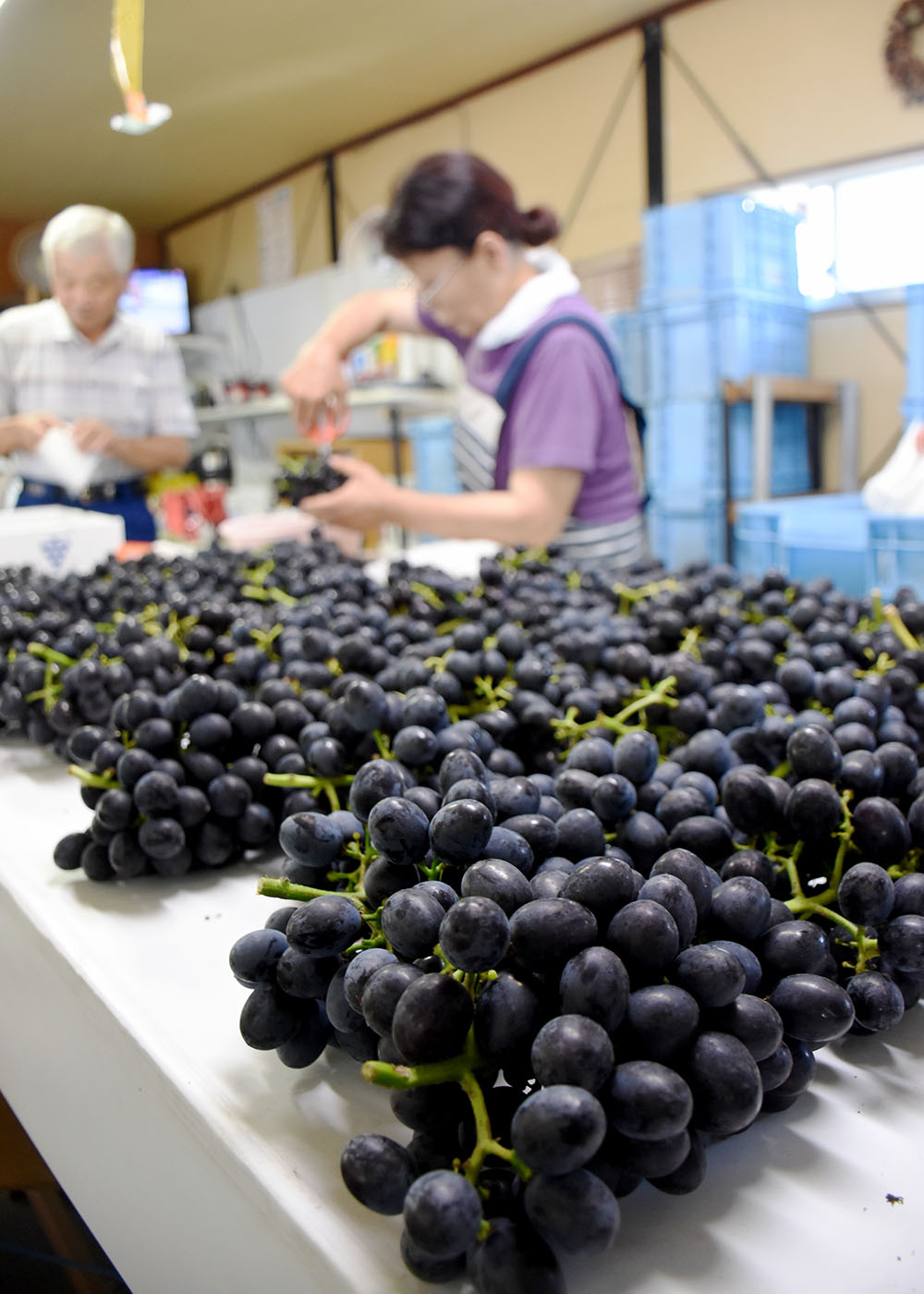岩手県産山葡萄　樹皮　S級 若畑創作館「山ぶどうの籠」 - 岩手県西和賀町｜ふるさと