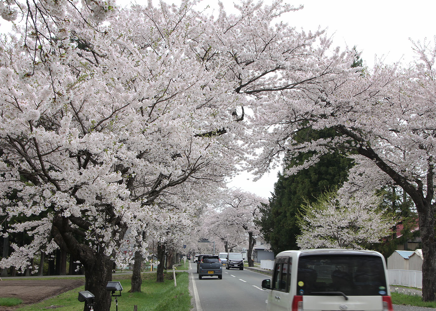 「桜の回廊」に彩られ 奥州・胆沢国道397号|Iwanichi Online 岩手日日新聞社 「桜の回廊」に彩られ 奥州・胆沢国道397号|Iwanichi Online 岩手日日新聞社