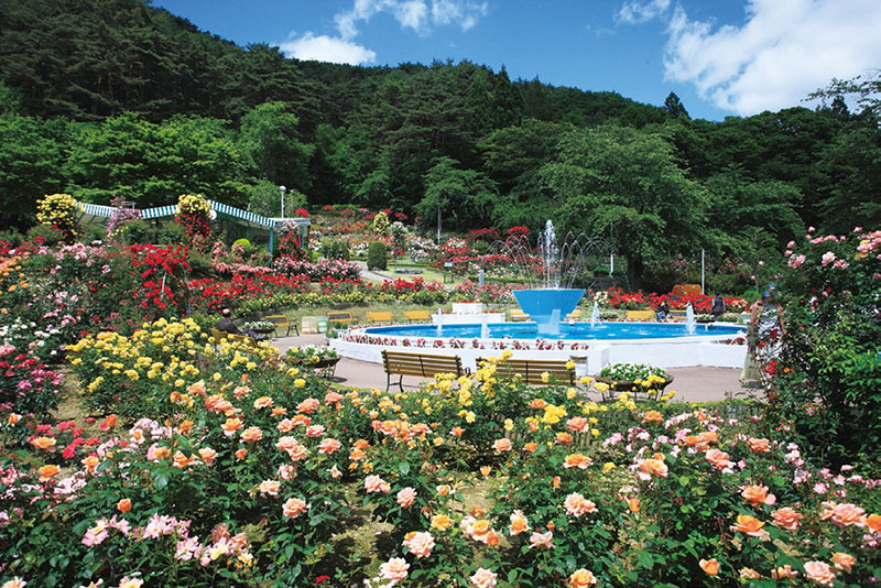 いわにちリビングun特集 花 緑 庭のあるお店 花巻温泉バラ園 Iwanichi Online 岩手日日新聞社