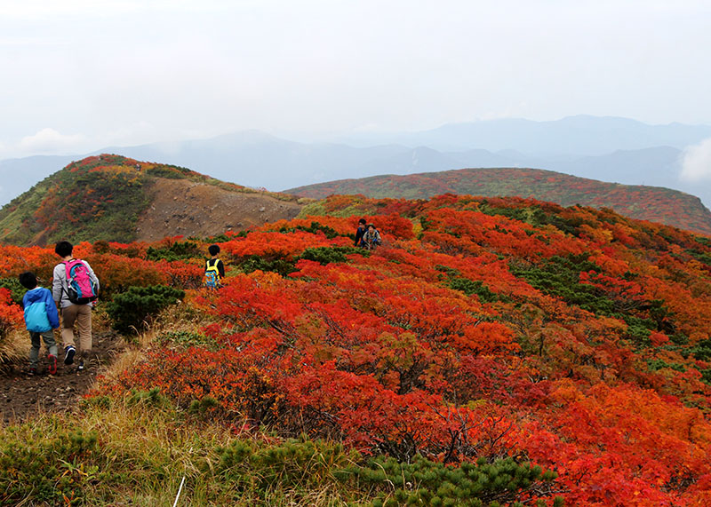 紅葉が見頃を迎え、行楽客でにぎわう栗駒山の山頂周辺