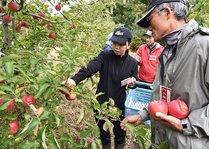 リンゴ収穫に汗 県南局 手伝い隊が体験【奥州】｜Iwanichi Online 岩手日日新聞社