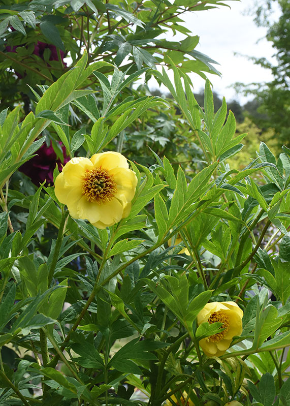 咲いた 幸せの国の花 花と泉の公園で希少種ボタン 一関 Iwanichi Online 岩手日日新聞社