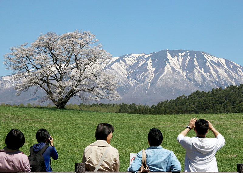 一本桜見頃 岩手山に映え 連休でにぎわい 小岩井農場 Iwanichi Online 岩手日日新聞社