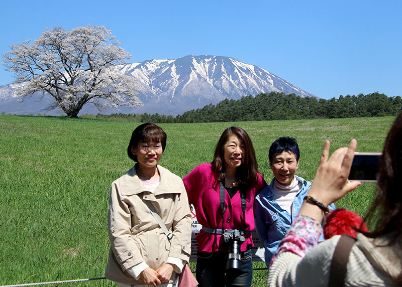 一本桜見頃 岩手山に映え 連休でにぎわい 小岩井農場 Iwanichi Online 岩手日日新聞社 一本桜見頃 岩手山に映え 連休でにぎわい 小岩井農場 Iwanichi Online 岩手日日新聞社