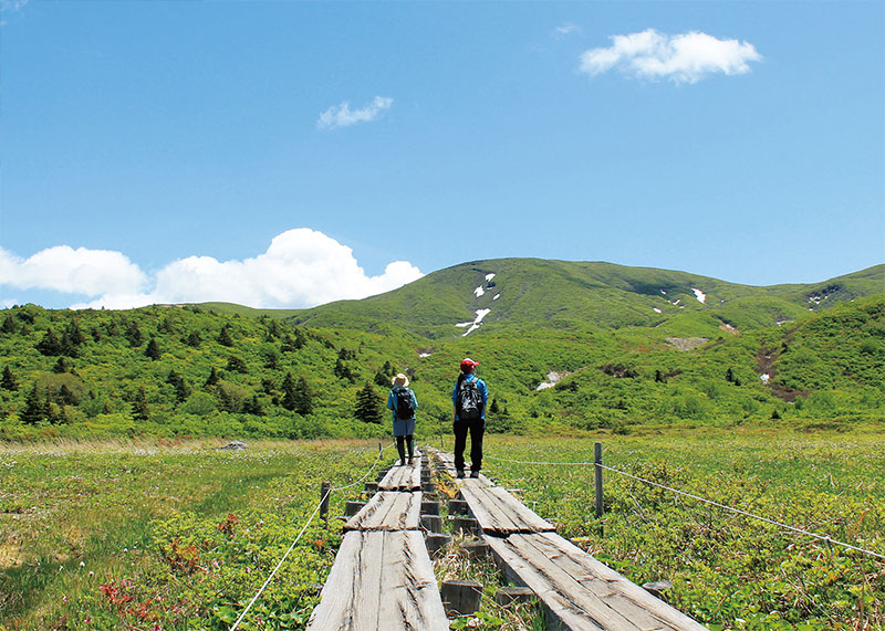 地元を再発見 夏だより 花盛りの 花の百名山 栗駒山 Iwanichi Online 岩手日日新聞社