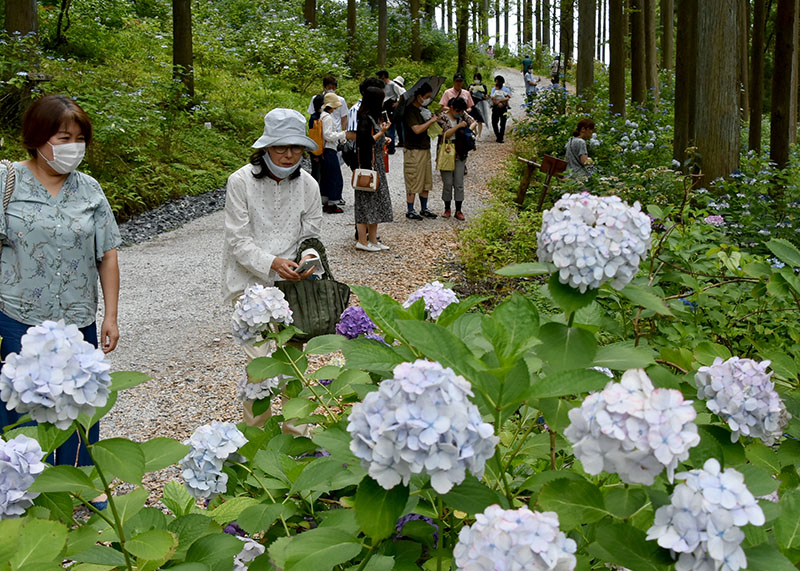 コロナ下で最多入園者 知名度向上 感染対策も みちのくあじさいまつり 一関 Iwanichi Online 岩手日日新聞社