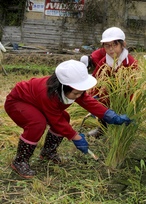 収穫の喜び共に味わう 木細工小児童と住民ら稲刈り【奥州】｜Iwanichi Online 岩手日日新聞社