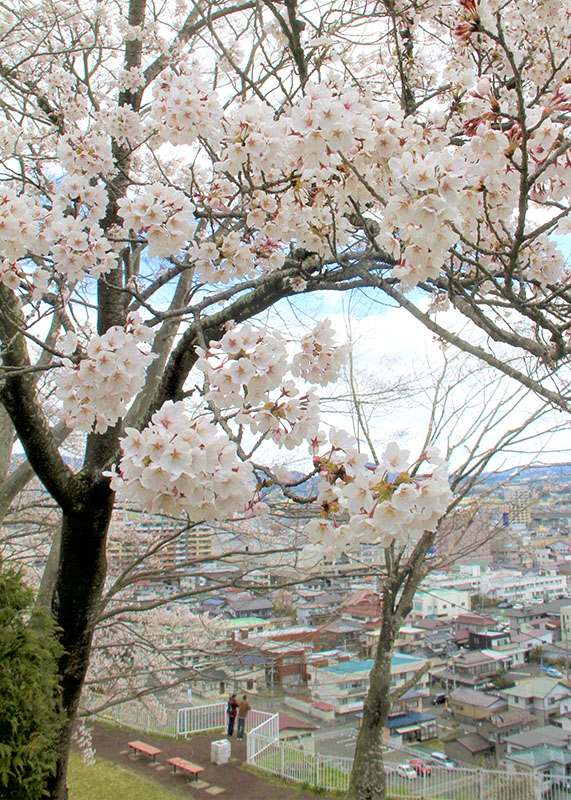 釣山笑う あすから桜ライトアップ 一関 Iwanichi Online 岩手日日新聞社