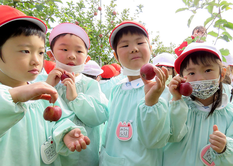 ミニリンゴ かわいいね やさか幼稚園児 北上翔南高で収穫体験 Iwanichi Online 岩手日日新聞社