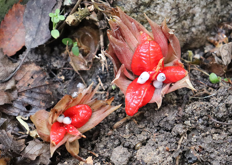 ミョウガ の 花 赤