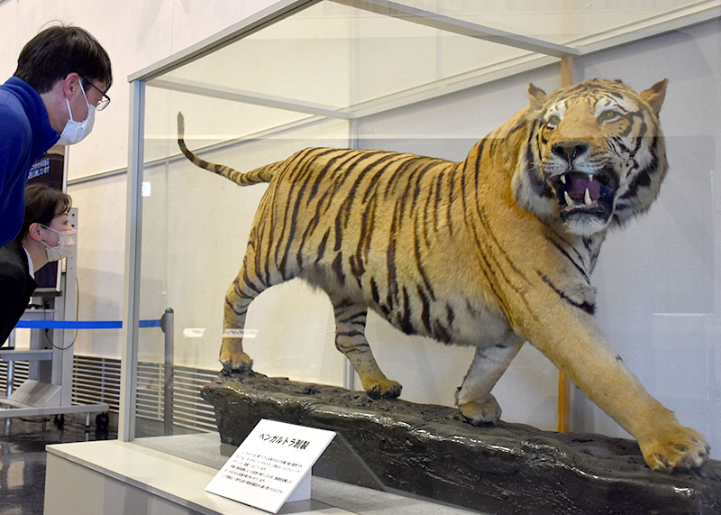 迫力満点ベンガルトラ 25日まで剥製展示 一関市博物館 Iwanichi Online 岩手日日新聞社 迫力満点ベンガルトラ 25日まで剥製展示 一関市博物館 Iwanichi Online 岩手日日新聞社