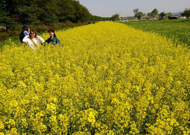 北上市立公園展勝地で見頃を迎えている菜の花