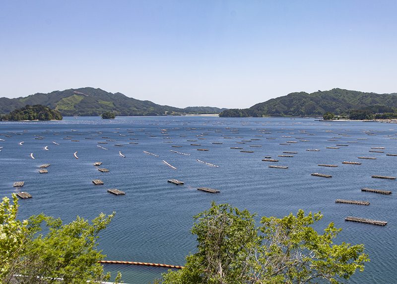 山田湾養殖かきいかだ