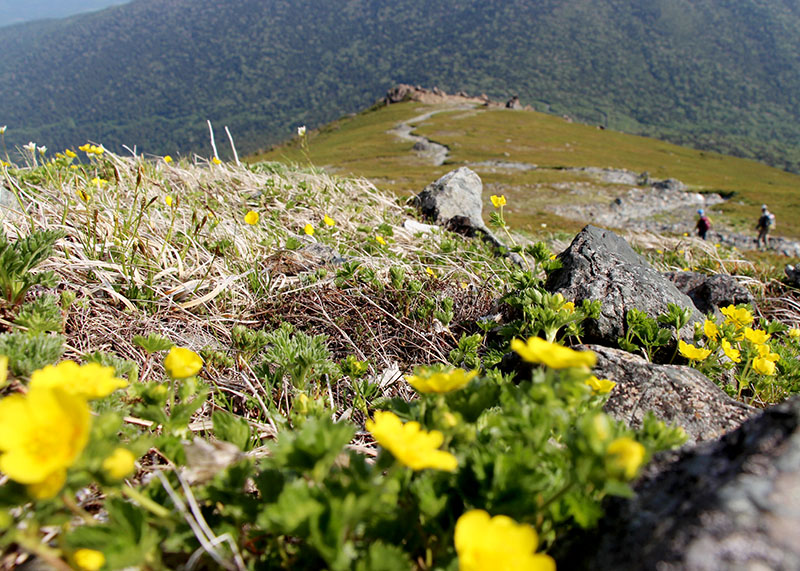 小田越コース登山道を彩るミヤマキンバイ（2019年6月4日撮影）